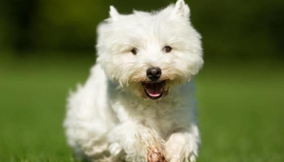 产自苏格兰的西部高地白梗，作为宠物犬好养吗？
