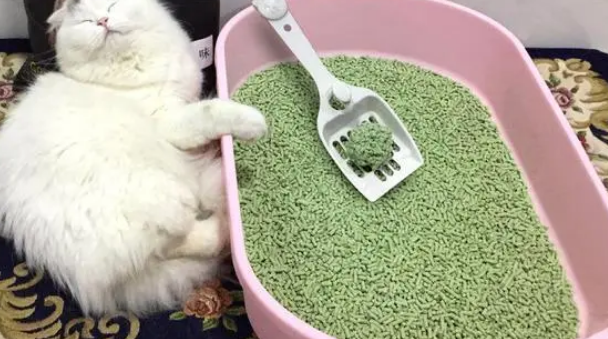 猫砂能晒吗，晒猫砂可以杀菌吗？