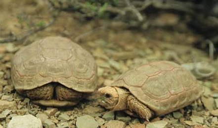 濒危物种包兰格海角陆龟，大家了解多少？