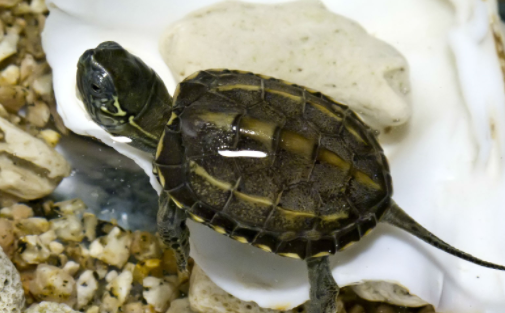 养宠小知识：草龟蛋多久能孵化出来？