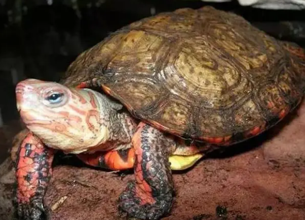 洪都拉斯木纹龟吃黄瓜吗？可以吃的