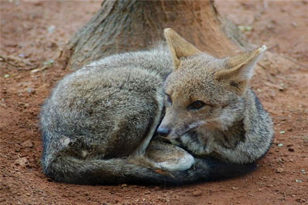 分布于南美洲的伪狐：河狐