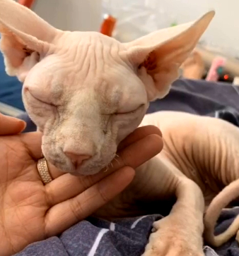 金毛祸祸了藏獒，田园猫祸祸了无毛猫，只是爱情的结晶