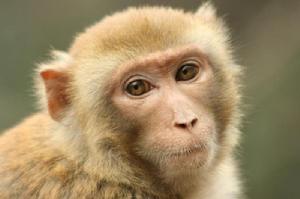 你对猴子了解多少呢，这篇文章为你科普猴子的小知识！