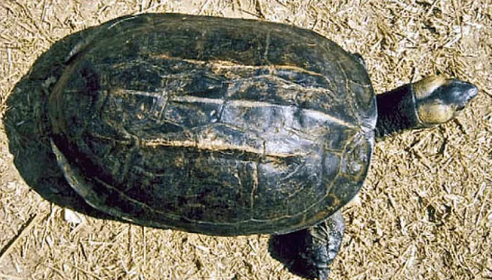 “不挑食”的缅甸黑山龟，来了解一下吧~