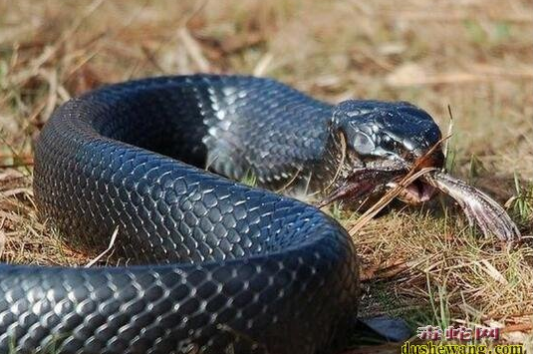 OMG！“毒蛇杀手”靛青蛇的体型竟然有这么大！
