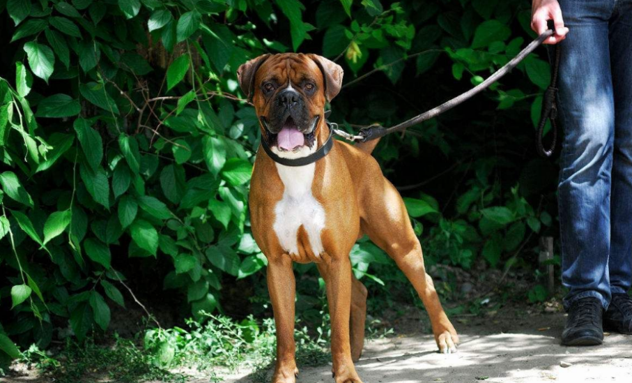 如何挑选一只拳师犬？主要看这几个方面