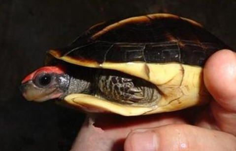 三棱黑龟的寿命多久？看这里