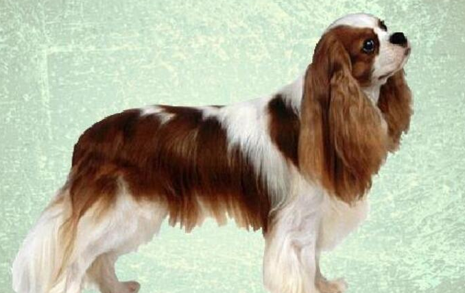 骑士查理王猎犬优缺点，有人知道吗？