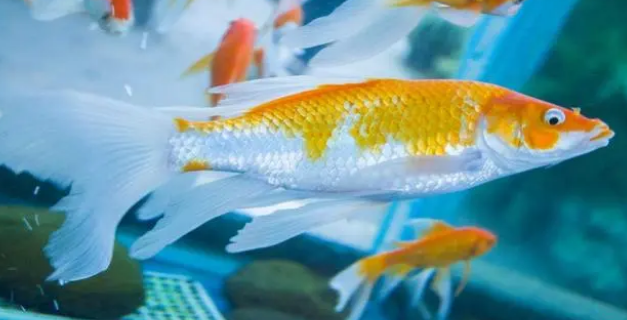 鱼缸怎么快速培养硝化细菌？