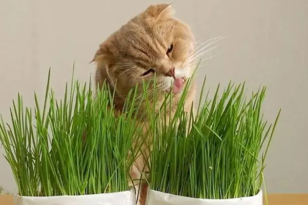 三个月的小猫能吃猫草吗，猫草有什么作用？