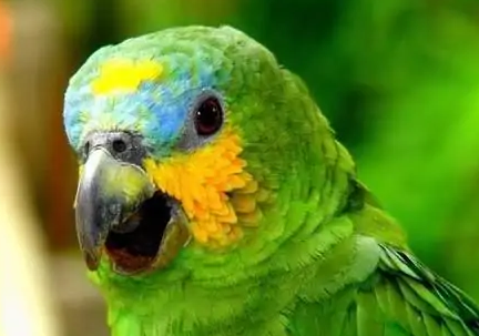 外表帅气的蓝顶亚马逊鹦鹉挑选技巧，你真的清楚吗？