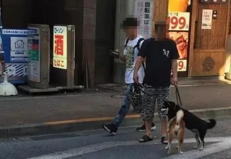 东京网红柴犬解锁出门散步新姿势，只是这也太费同伴了吧