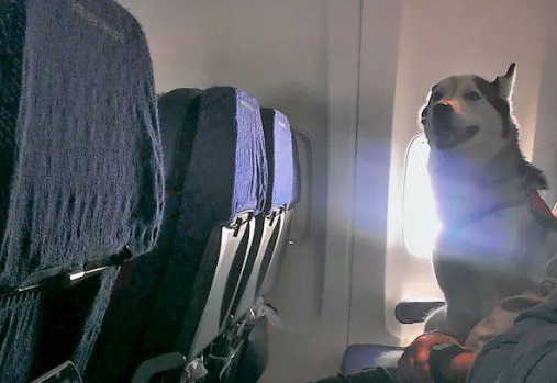 狗狗可不可以坐飞机？是的，可以哦