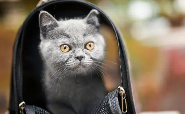 有哪些带猫出行的猫包值得推荐？