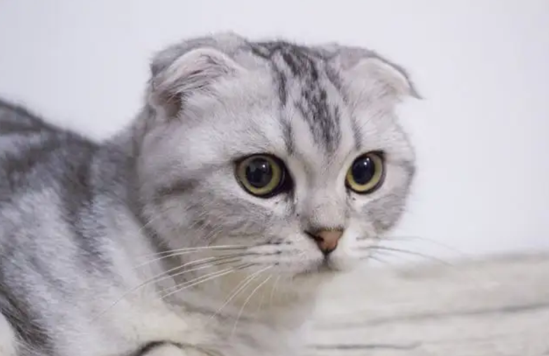 折耳猫能活多久？十年能活到吗？