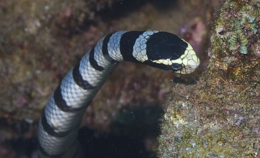 巨环海蛇的科普小知识来啦，小伙伴们速来围观！