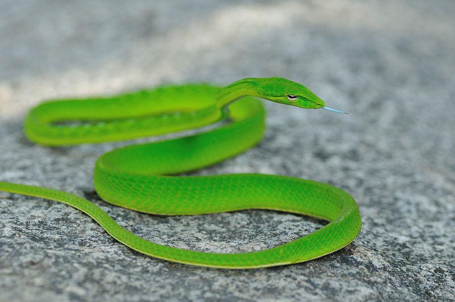 一篇绿瘦蛇的科普知识，快来看看吧！