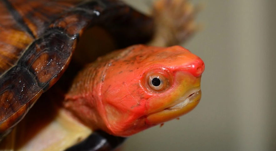 关于红面泥龟，你们了解多少？