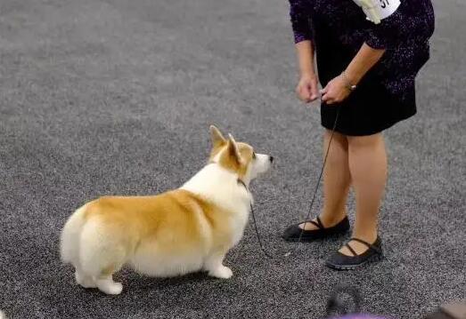 柯基犬适合在楼房养吗？看完，你就知道了