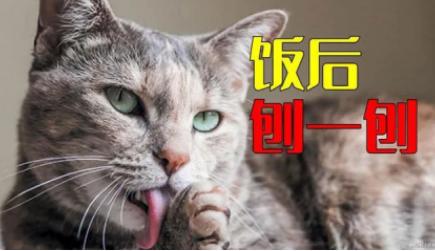 无语子！我家猫竟然对着法米娜猫粮“埋屎”！