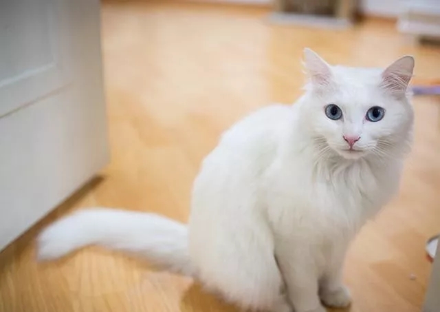 古老高贵的土耳其安哥拉猫怎么选？这些要求需注意
