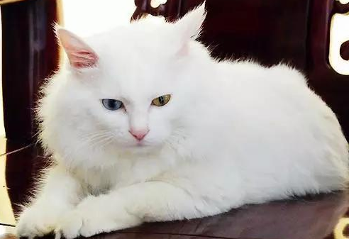 今日话题：12个星座最适合养的猫是什么？