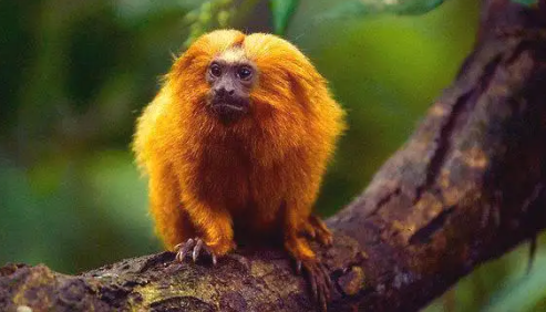 WARNING！一部关于巴西自然栖息地和金色狨猴的消亡史
