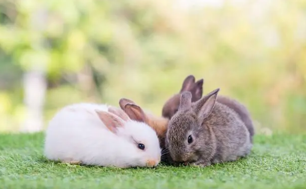 8年养兔经验必看，兔粮如何选择？