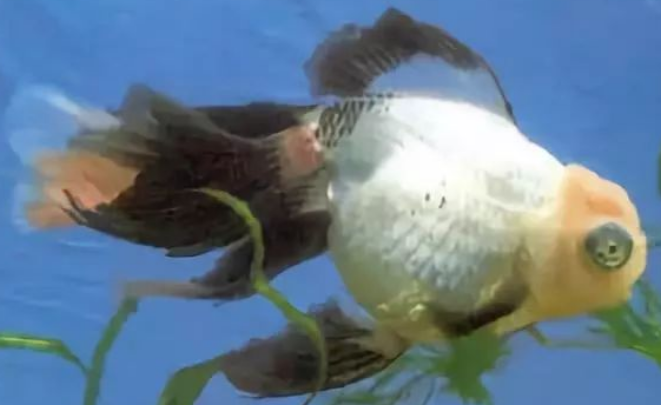 寓意吉祥的观赏鱼——喜鹊花，不打算养一对吗？