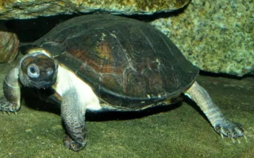 你们说，齿缘龟的寿命多长？