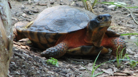 木雕水龟饲养环境是什么样的？来了解一下