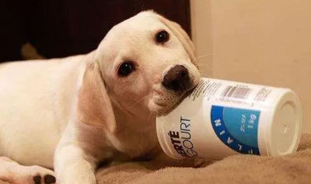 狗狗可以喝酸奶吗？这些“饮食要点”你不能不知道哦！