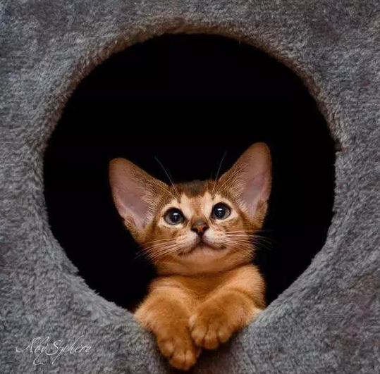 今日话题：12个星座最适合养的猫是什么？