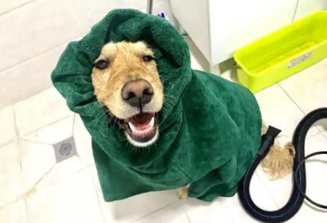 狗狗抗拒洗澡怎么办，破解下面五点轻松给狗洗澡