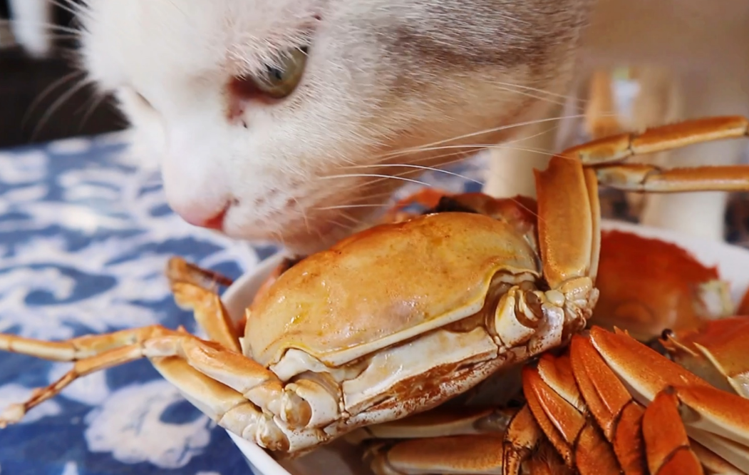 猫可以吃蒸熟的大闸蟹吗？想知道就来看！