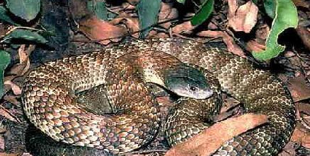 关于澳洲金刚蛇的信息，你了解多少？
