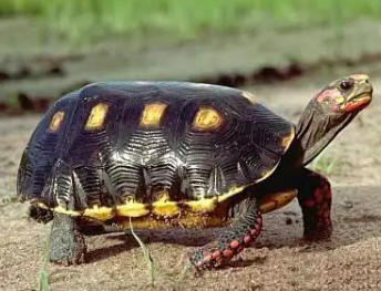 红腿陆龟每天喂多少次合适，一起来看看吧~