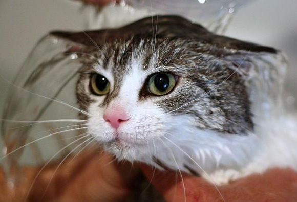 猫咪要洗澡吗？