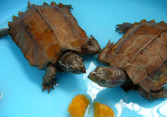 八角龟可以活多久？你们知道吗？