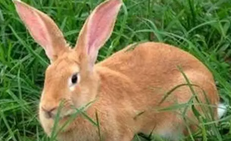 豫丰黄兔能活多久？寿命多少年？