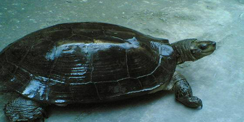 缅甸黑山龟吃什么？该怎么养？