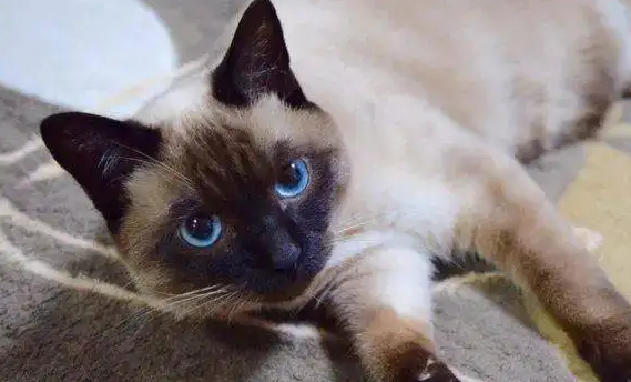 暹罗猫糊了，竟是这个意思！
