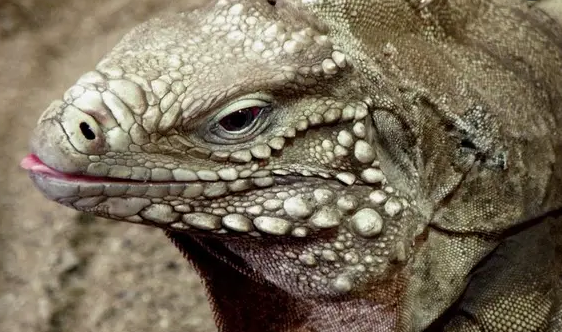 并不常见的古巴鬣蜥，平时喜欢吃什么呢？