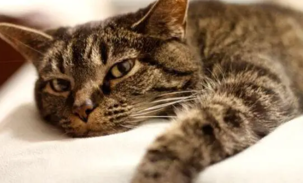 猫鼻支干扰素打几天后会有什么症状？