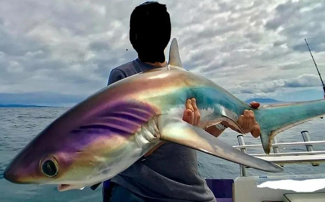 彩虹鲨独白：我不是鲨鱼，我是观赏鱼！Pick Me！