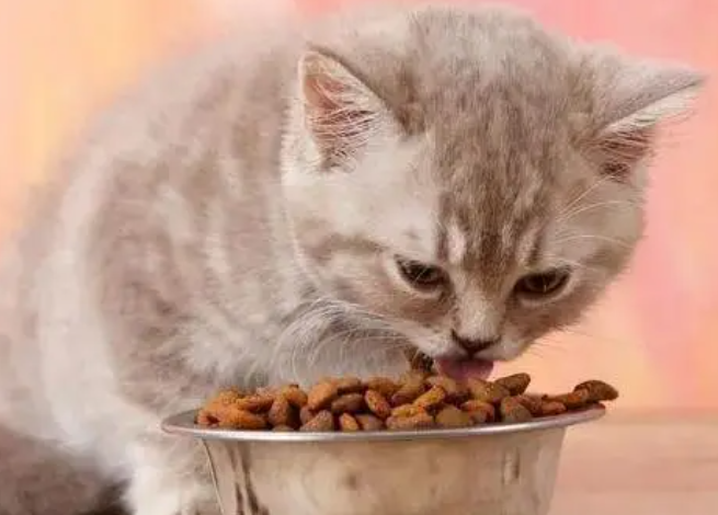 猫咪不吃猫粮怎么办？五招教你轻松解决
