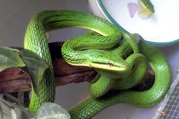灰腹绿锦蛇的小科普，不来看看吗～