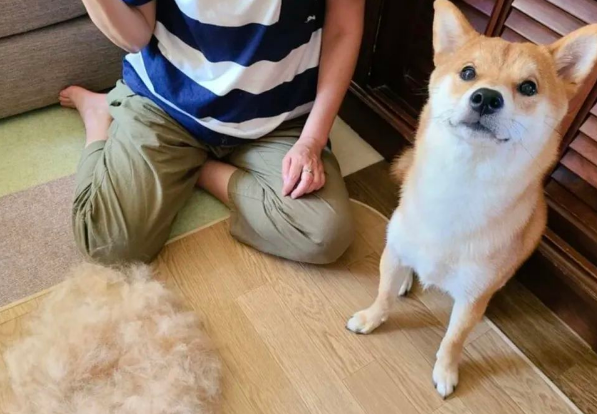 日本新晋网红柴犬出写真，每天等主人回家！