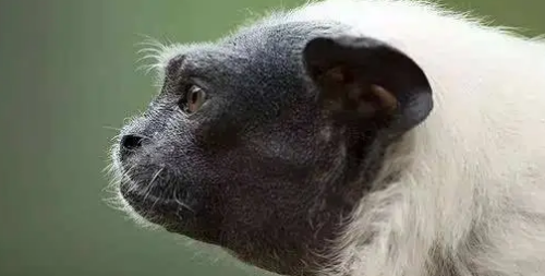 面临灭绝的黑白柽柳猴，需要我们共同保护！